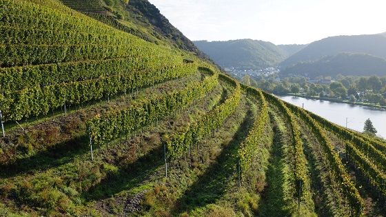 Gelebte Tradition trifft auf Moderne im Weingut LEO FUCHS Riesling Mosel Wein Weißburgunder Moseltal Schiefer